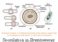 What are the Basic conditions and types of Bacterial Growth?