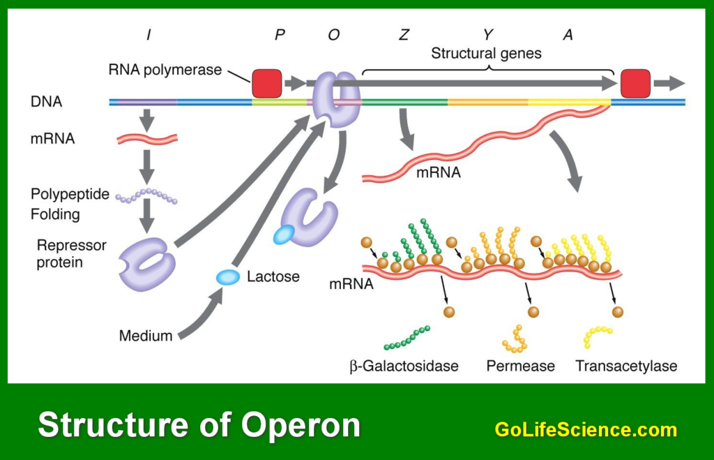 What is an Operon? structure of Operon