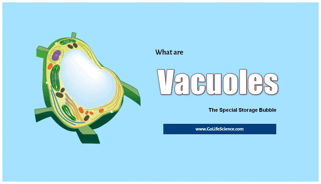 central vacuole diagram