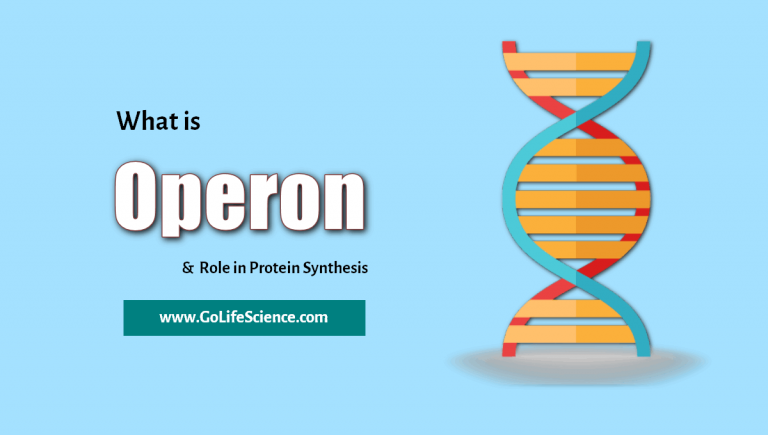 What is Operon? Role in Protein Synthesis