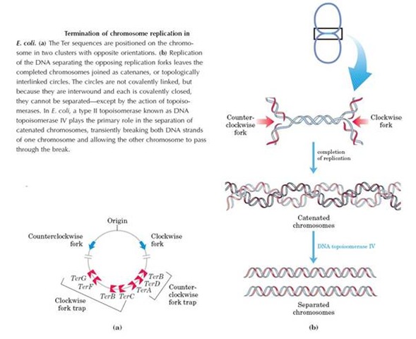 Termination in DNA Replication