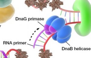 Enzymes involved in DNA Replication