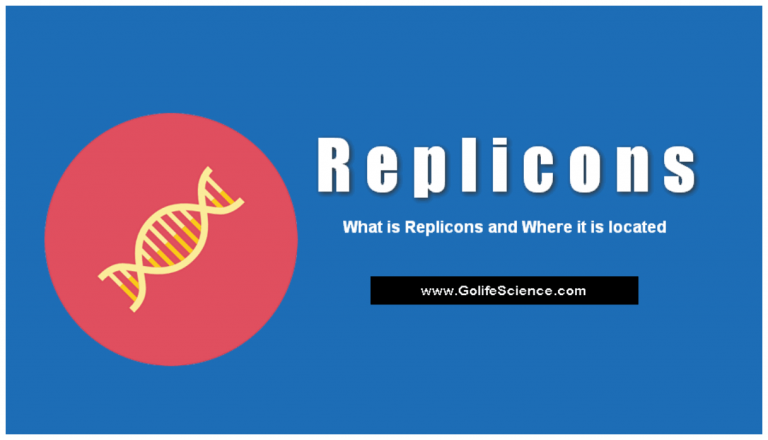 Replicons: What is Replicons and Where it is located? (Basic Functions)