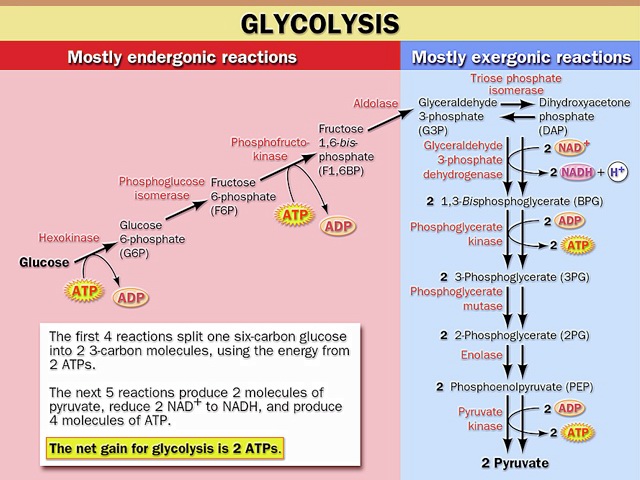 What is Glycolysis? Explain the Phases of Glycose oxidative pathway at cellular levels?