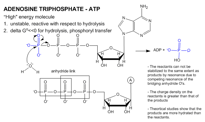 biochemical mechanism and properties of ATP