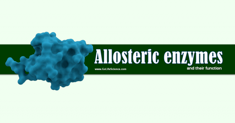 What are allosteric enzymes and their function?
