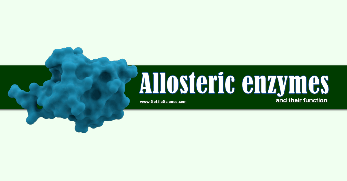 allosteric enzymes and its regulation
