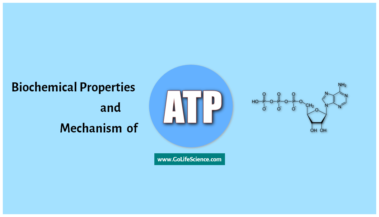 biochemical properties of ATP