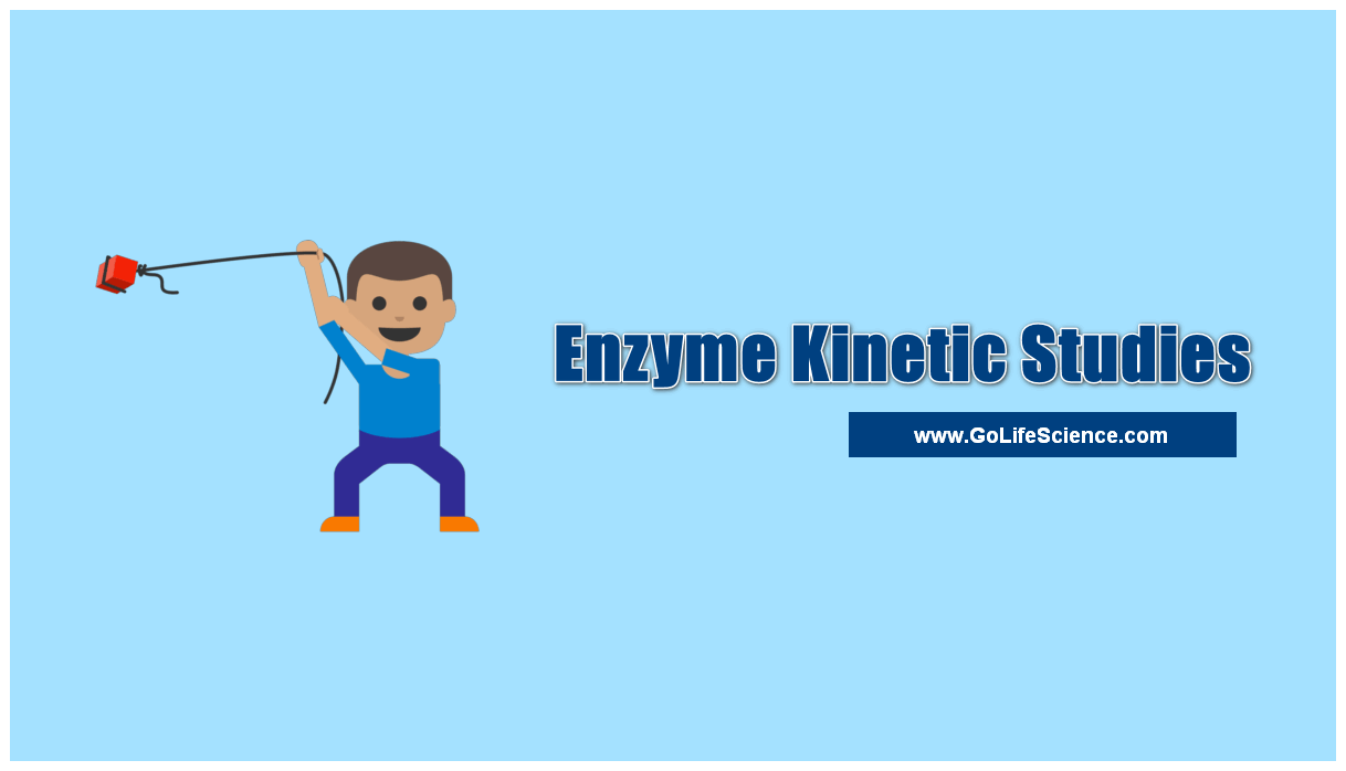 enzyme kinetic studies