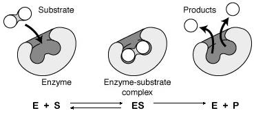 Enzyme Kinetics : Kinetic Study of Enzymatic Reactions
