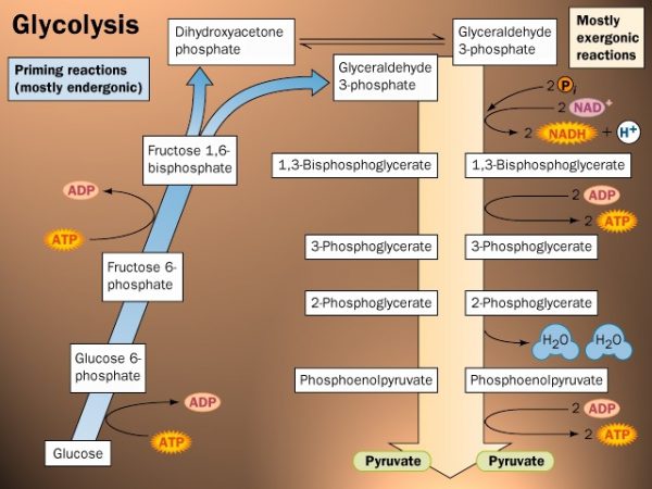 glycolysis-the-glucose-oxidative-pathway-at-cellular-levels