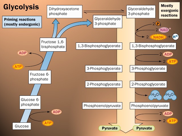 Glycolysis : Glucose Catabolic Pathway