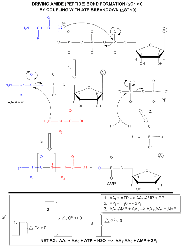biochemical mechanism and properties of ATP