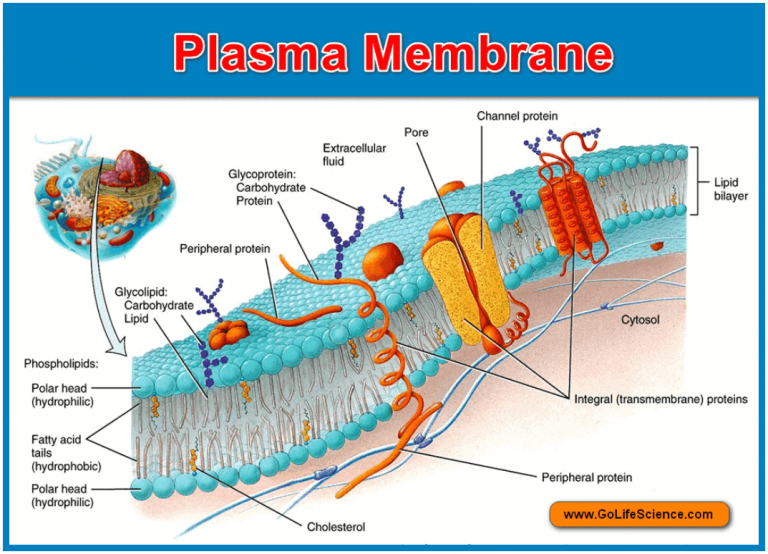 plasma membrane pro and euk