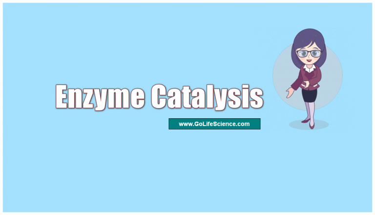 What is Enzyme Catalysis ?
