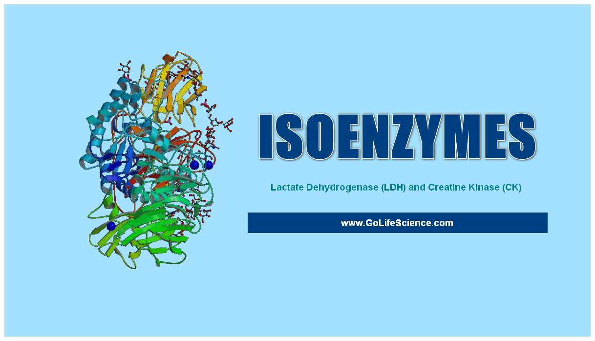 isoenzymes