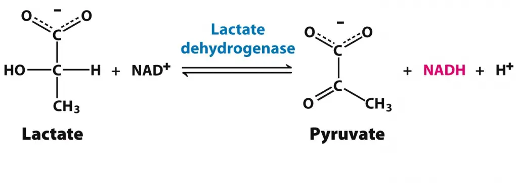 Лактат фермент. Лактатдегидрогеназа реакции биохимия. Лактат дегидрогеназа реакция. Лактатдегидрогеназа катализирует превращение. Схема реакции катализируемой ЛДГ.