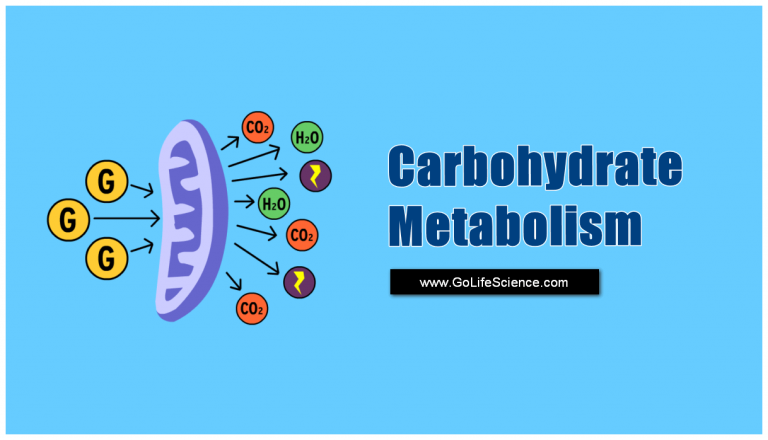 Carbohydrate Metabolism – Basic Overview