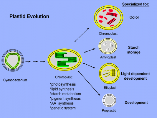 Plastids: Special cell organelles in Plants and Algae