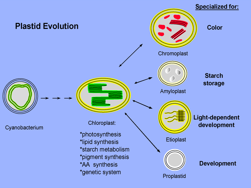 evolution of organelles