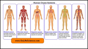 10 systems of the human body and their functions