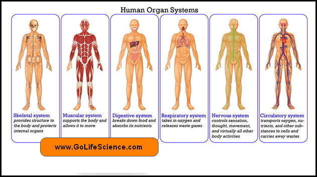 Human Body Systems and Their Roles