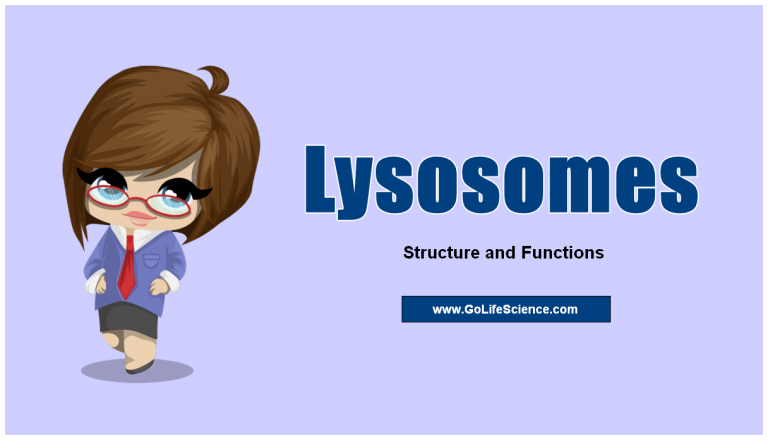 Lysosomes: Structure and Functions