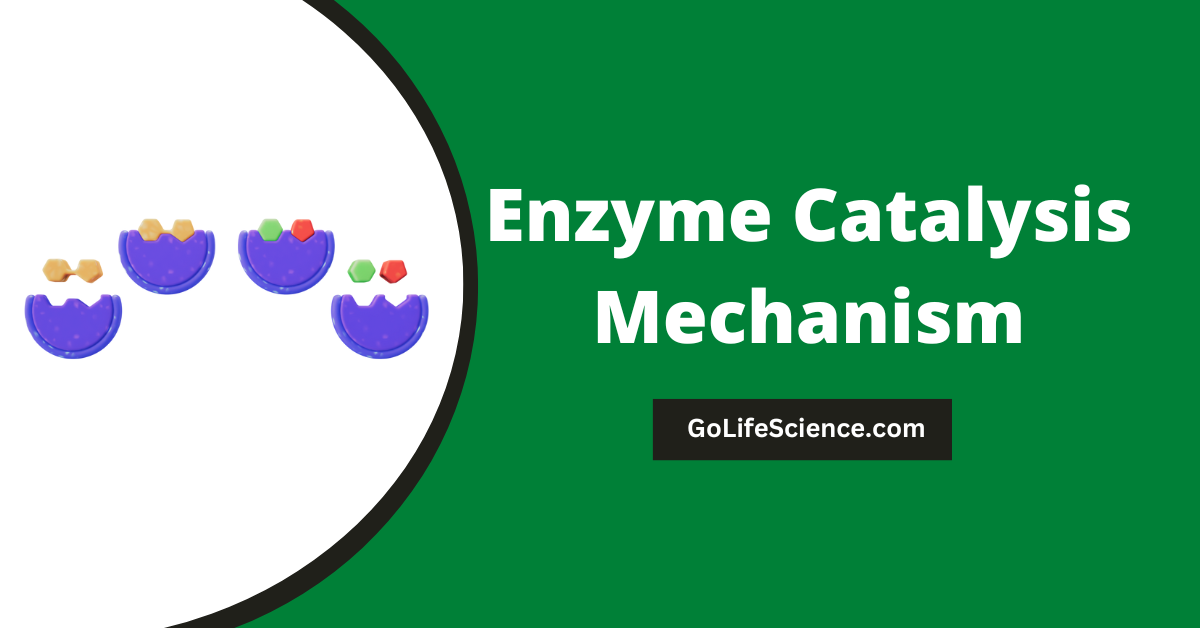Enzyme Catalysis Mechanism: Unlocking the Secrets of Biological Reactions Mechanism of Enzyme Catalysis