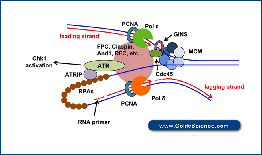 Eukaryotic Dna Replication Diagram