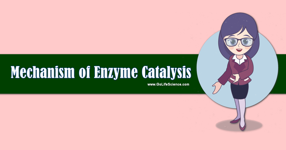 mechanism of enzyme catalysis