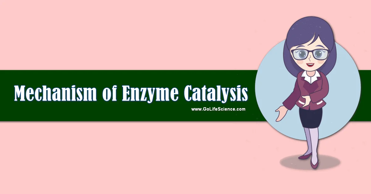 What is the Chemical Mechanism of Enzyme Catalysis?