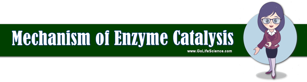 what are the mechanism of enzyme catalysis
