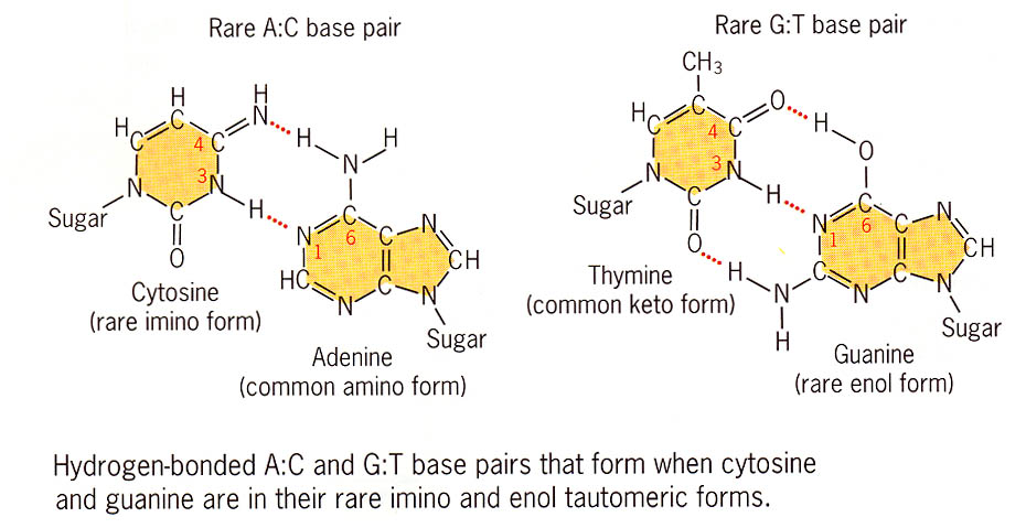 pyrimidine nucleotide