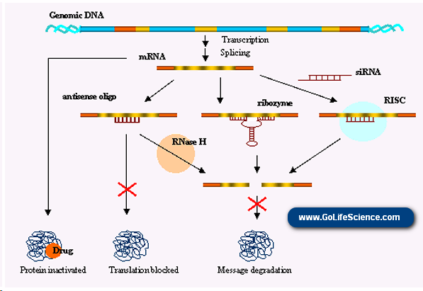 Gene silencing mechanism