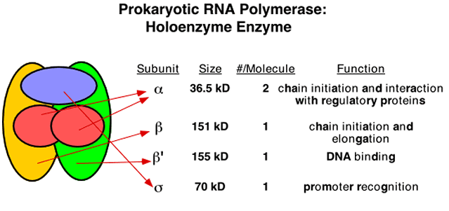 Prokaryotic RNA Polymerase