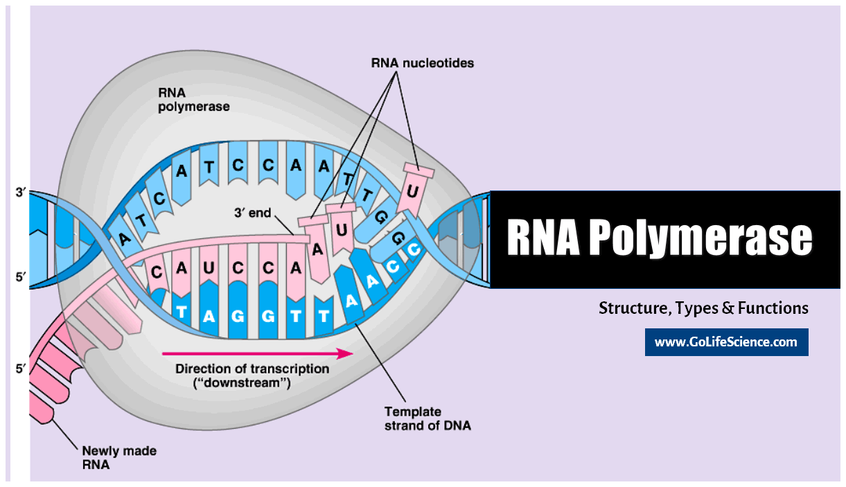 RNA polymerase enzyme