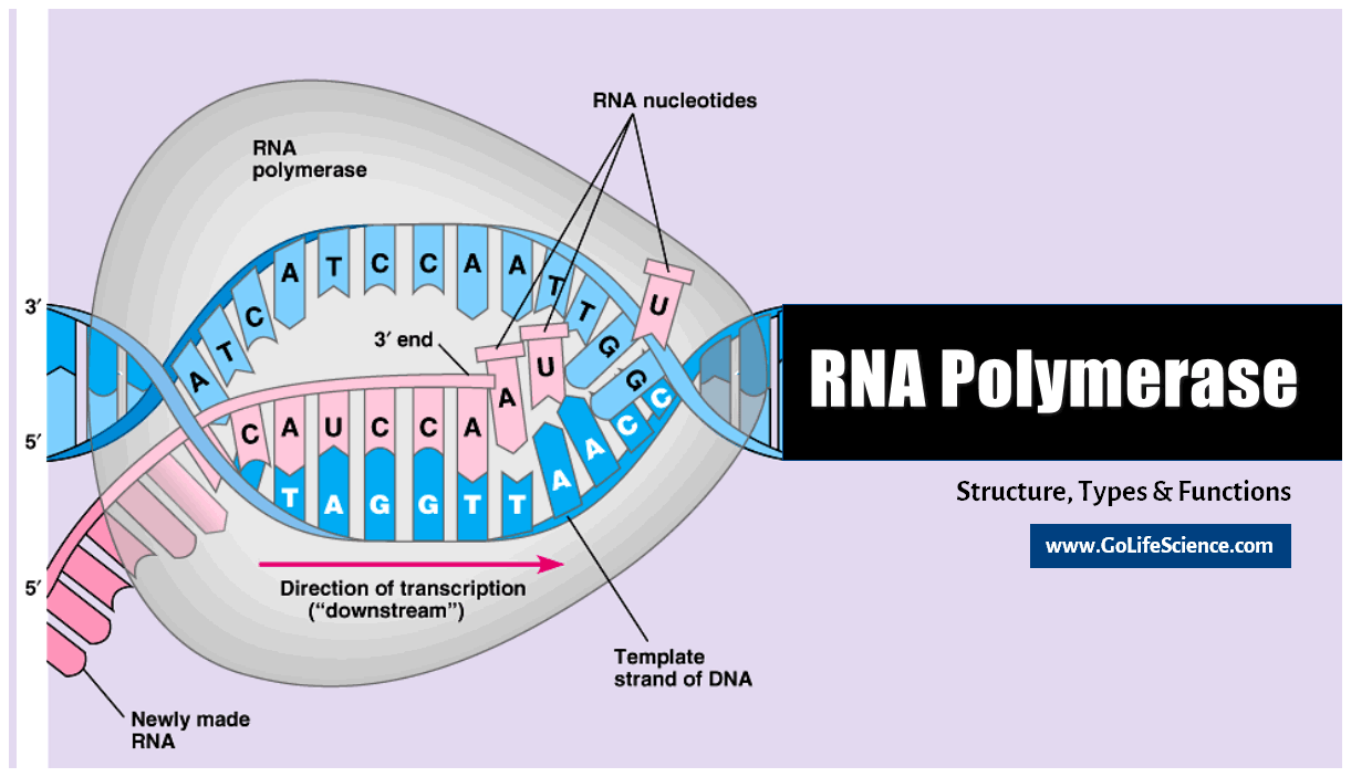 What Is The Role Of Dna Polymerase Iii