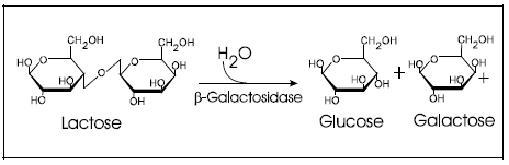 Lactose hydrolysis in the presence of beta galactosidase