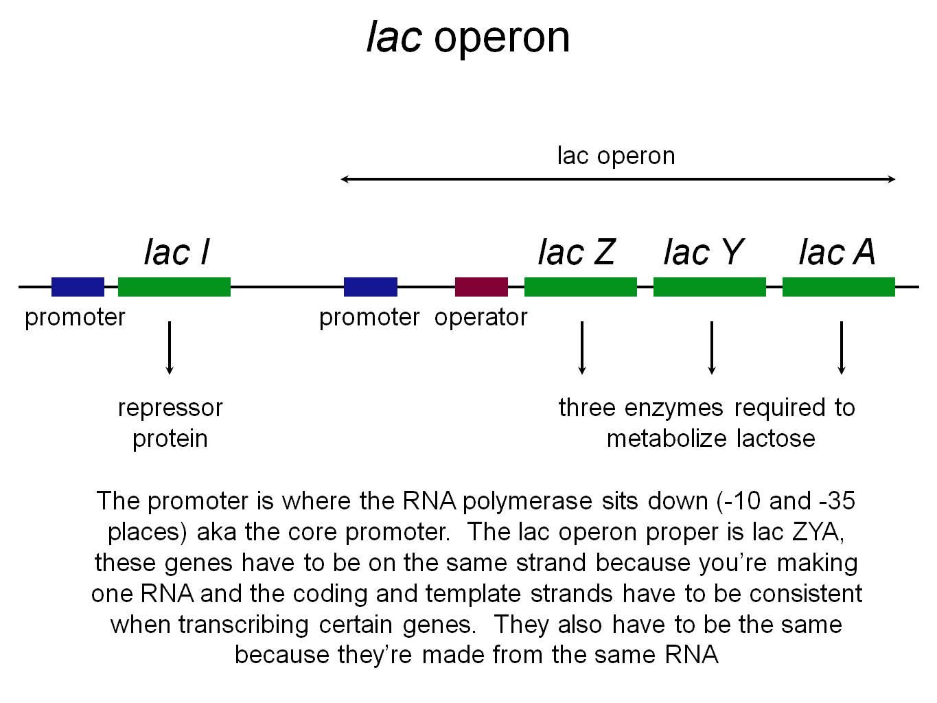 lactose operon map