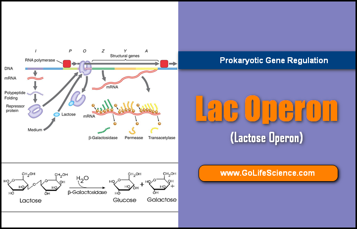 lac operon - prokaryotic gene regulation