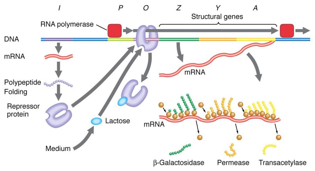 Lac Operon : Regulation of Gene Expression in Prokaryotes