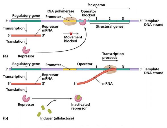 Lac Operon : Regulation of Gene Expression in Prokaryotes