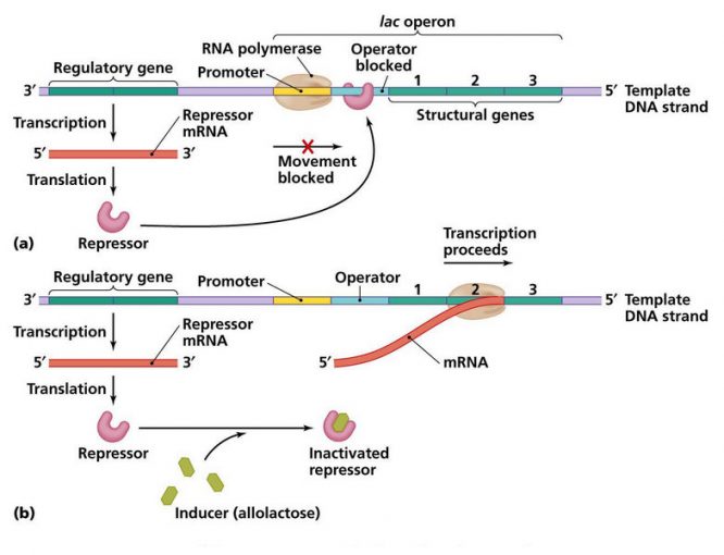 Lac Operon Regulation of Gene Expression in Prokaryotes