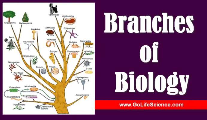 Branches Of Biology What Are The Branches Of Biology