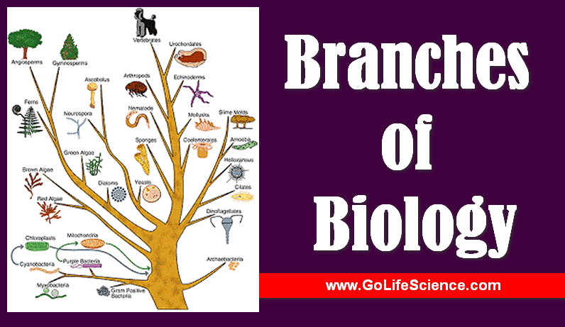 Branches Of Biology What Are The Branches Of Biology Branches Of Biology What Are The Branches Of Biology