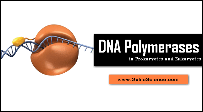 dna-polymerase-structure-functions-in-pro-and-eukaryotes