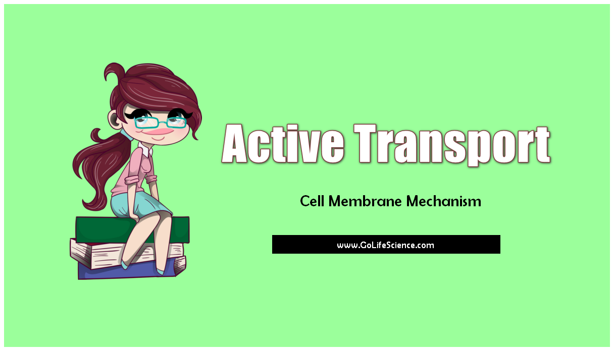 active transport - cell membrane mechanism