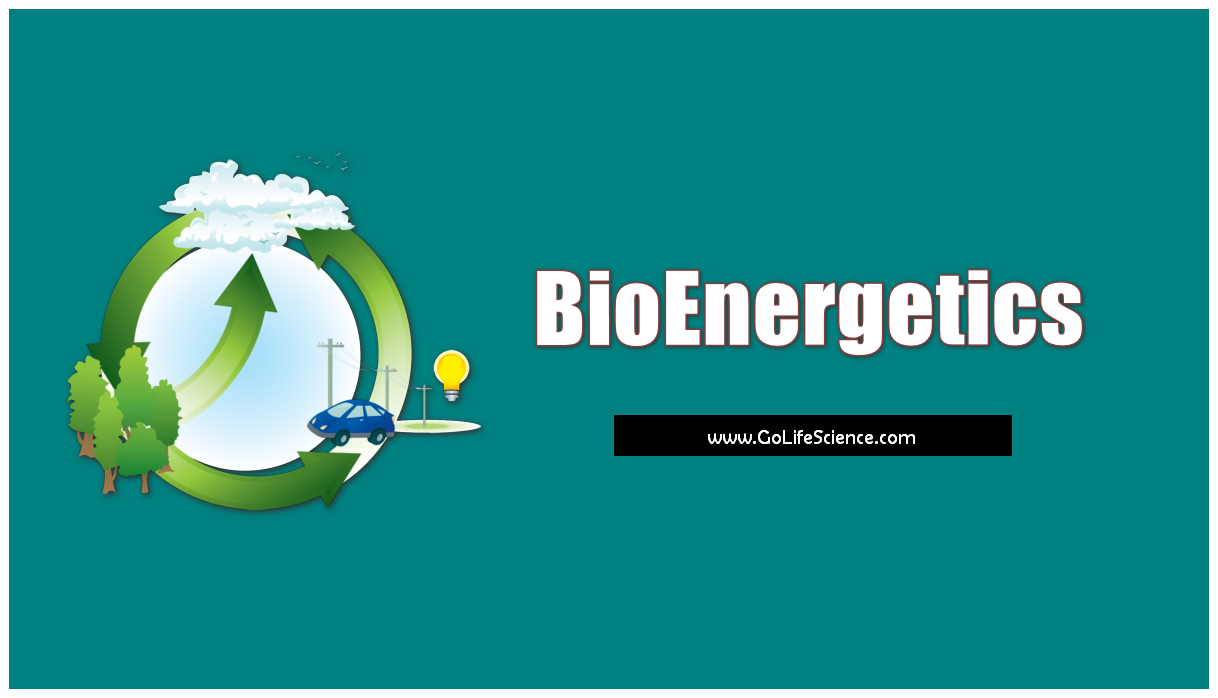 Energy Transformation: What is Bioenergetics and Free energy