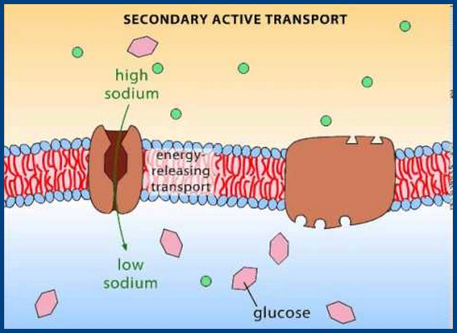 secondary active transport