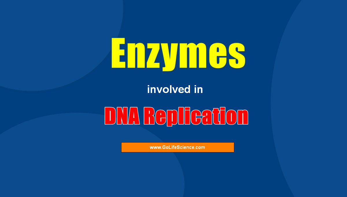 enzymes involved in DNA replication